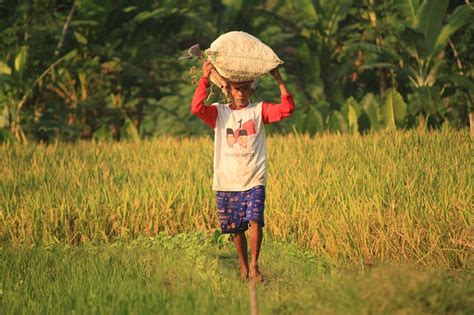 petani gurem adalah Permasalahan Modal bagi Petani di Indonesia